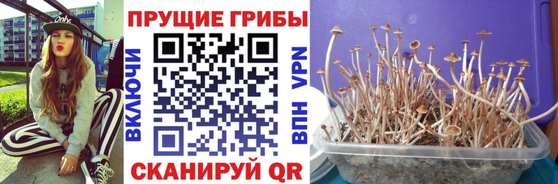 Псилоцибиновые грибы Psilocybe  Бобров 
